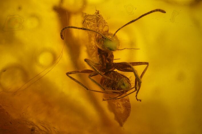 Fossil Spiders, an Ant and a Fly in Baltic Amber #170032